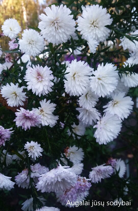 Virgininis astras (Aster novi-belgii) 'Sanford's White Swan'